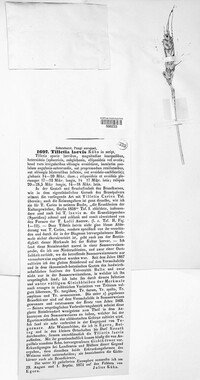 Tilletia laevis image